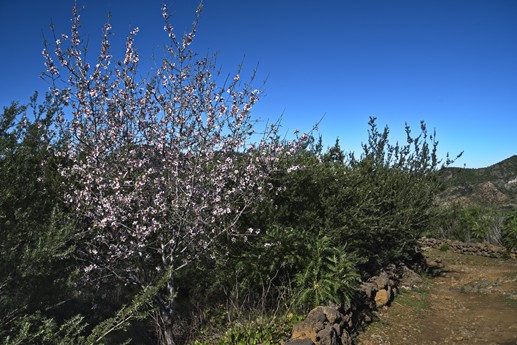 3 feb 2021 Fioritura mandorli